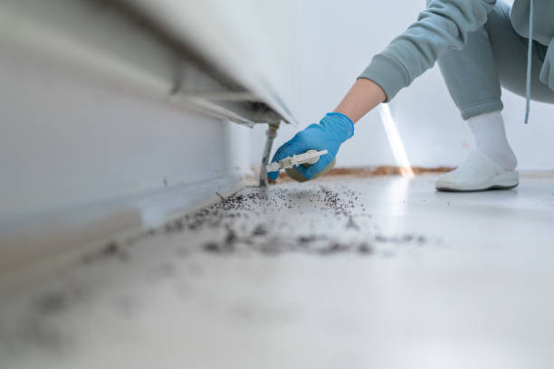 Best Termite Control Services  in Queensland, MD